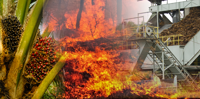 Herdsmen Set 150 Acres Palm Plantation Ablaze in Ibadan