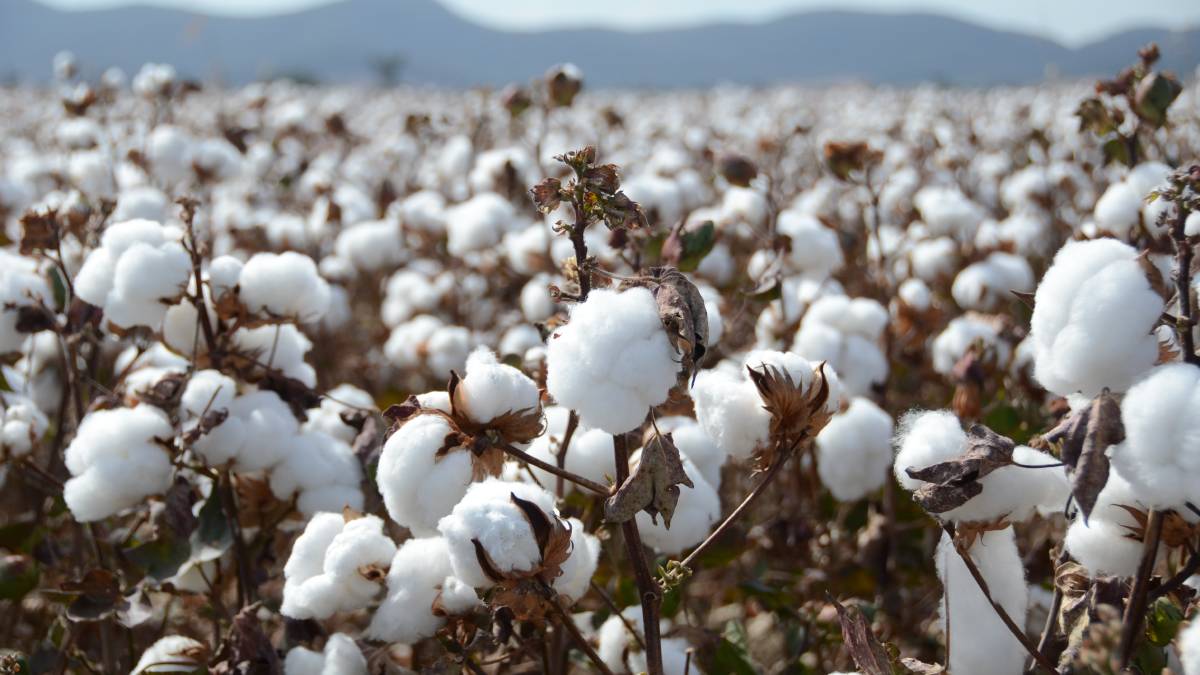 Nigeria reports biotech cotton varieties allowing farmers access to biotech cotton seeds
