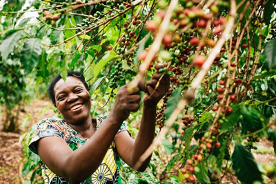 ETHIOPIA, BURUNDI CAN DO MORE TO CAPITALIZE ON GROWING NICHE MARKETS FOR COFFEE