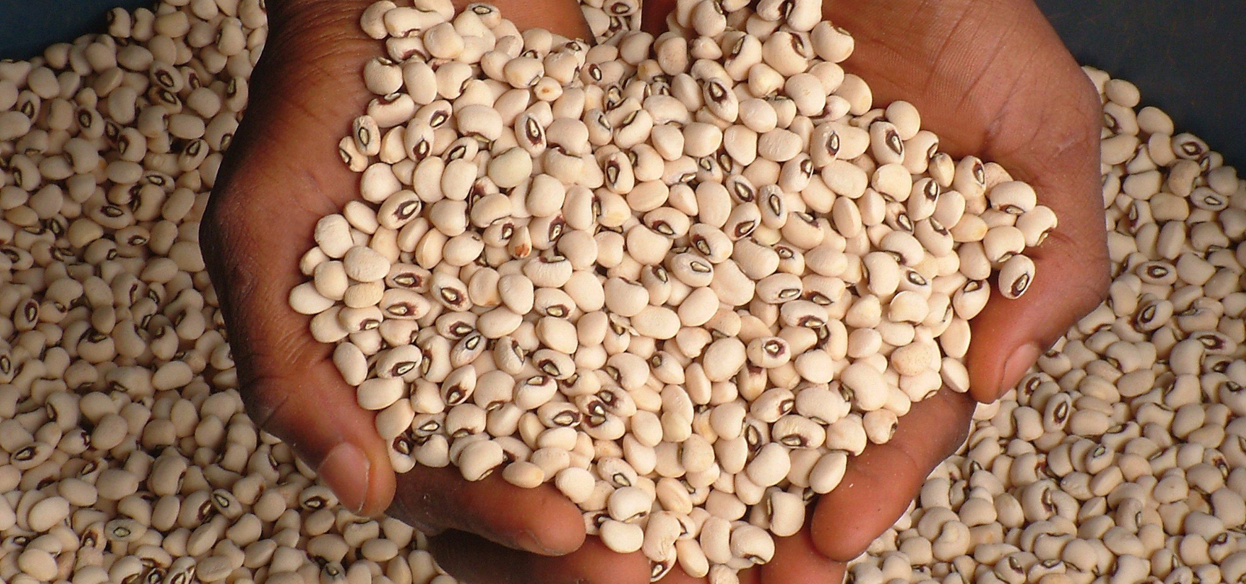 Nigeria approves its first GMO Food Crop