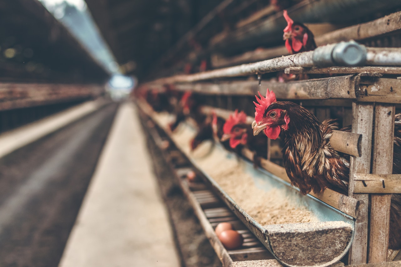 Nigeria’s Agricultural Sector Outlook: Staying Resilient