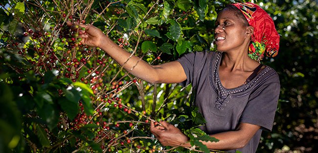 nespresso-reviving-origins-feed - BRAND SPUR NIGERIA