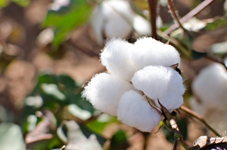 Cotton Production in Nigeria: The Pathway to Recovery