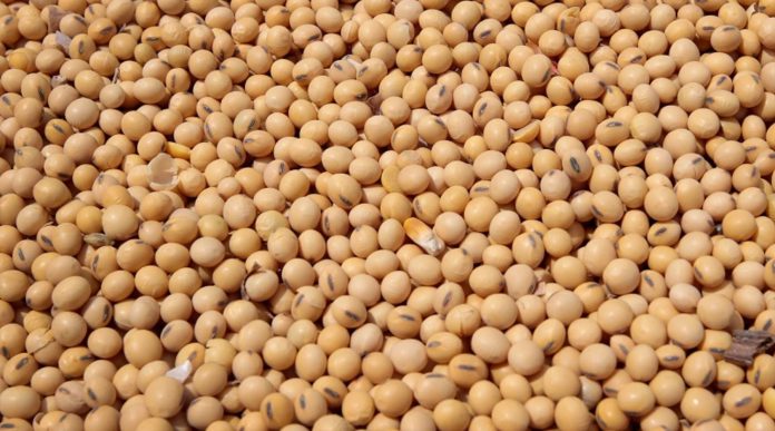 Soybean: High Demand Hampers N640 Billion Oilseed Exports