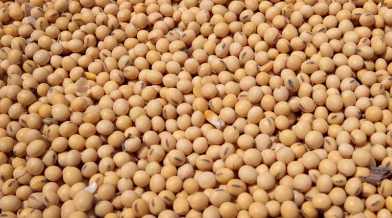 Soybean: High Demand Hampers N640 Billion Oilseed Exports