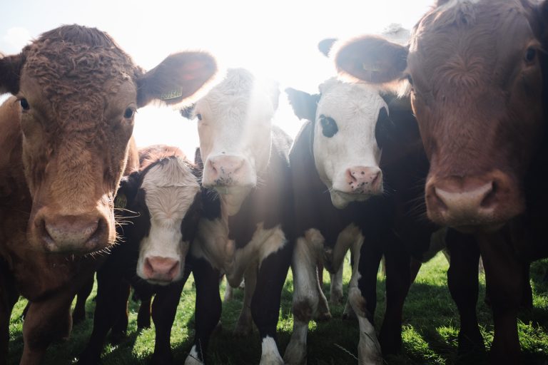 Lagos sensitizes livestock owners on charcoal anthrax disease
