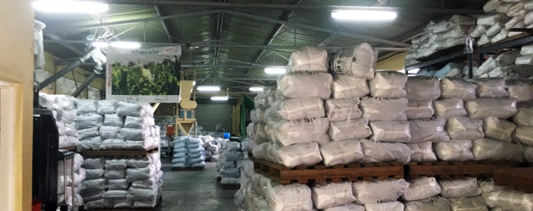 Decade-Long Trials Prove Efficacy Of Nigeria’s Aflatoxin Biocontrol Product