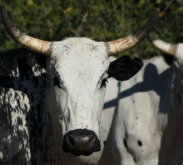 Implications of Nigeria Central Bank’s Waiver on Milk Imports