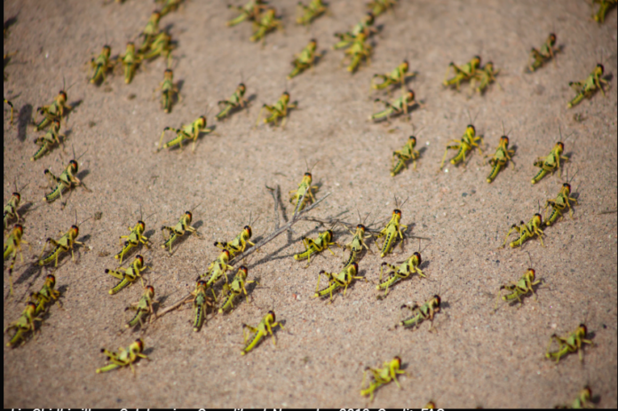 Locust - BRANDSPUR5