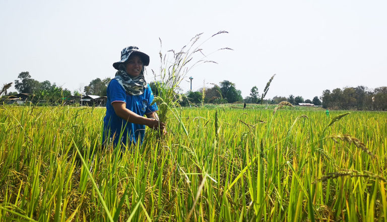 World’s First Sustainable Rice Partnership In The Running For MacArthur Foundation US$100 Million Grant