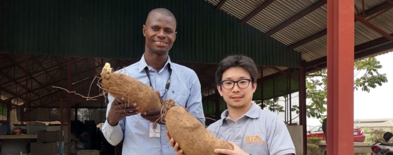 IITA BIP team sets new production per hectare record for Yam Farmers in Nigeria