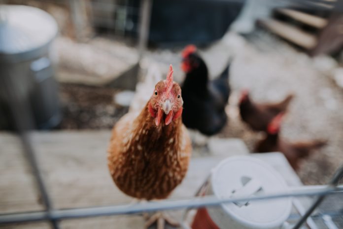 Nigeria's Poultry affected by Maize Ban Brandspurng GDP Nigeria's Poultry affected by Maize Ban Brandspurng