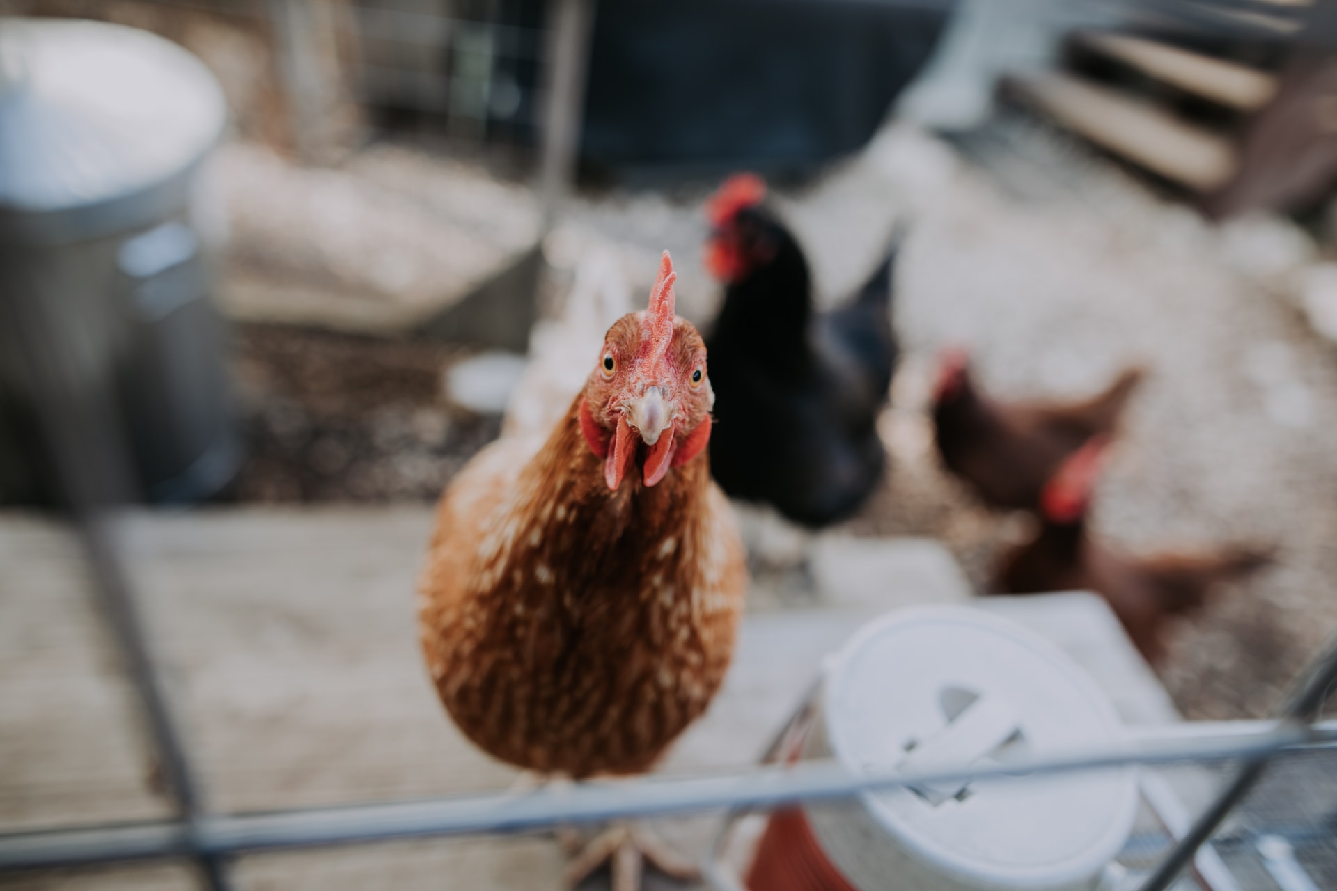 GDP Nigeria's Poultry affected by Maize Ban Brandspurng