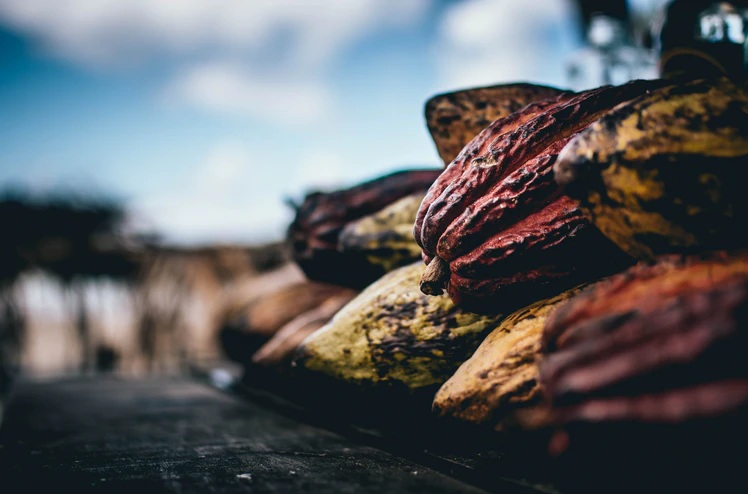 Cross River earmarks 10,000 hactares for Cocoa cultivation 