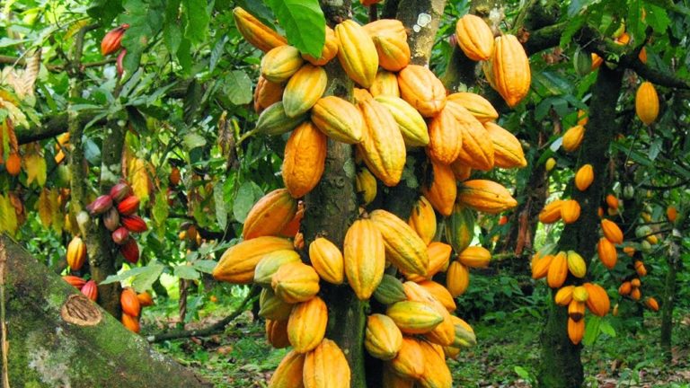 Cross River earmarks 10,000 hactares for Cocoa cultivation