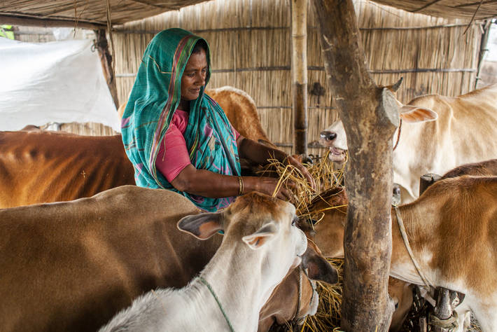 FAO’s Committee on Agriculture focuses on how livestock sector transformation can contribute to achieving the SDGs