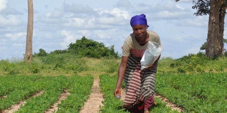 IITA and regional grains body to work towards producing aflatoxin-free grain for health and trade