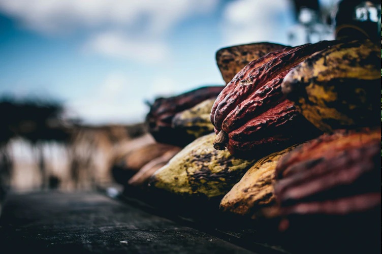 Nigeria, Ghana, Côte D’Ivoire And Cameroon Unite To End Raw Cocoa Exports In 2026