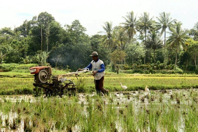Nigeria's agricultural sector, stimulus-response, Fertiliser dealers
