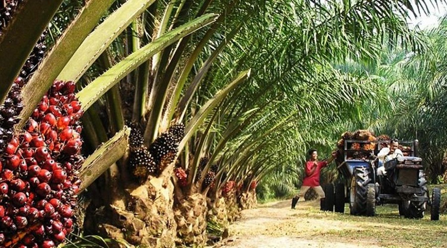 Firm Develops 14,000-hectare Palm Plantation in Edo Brandspurng