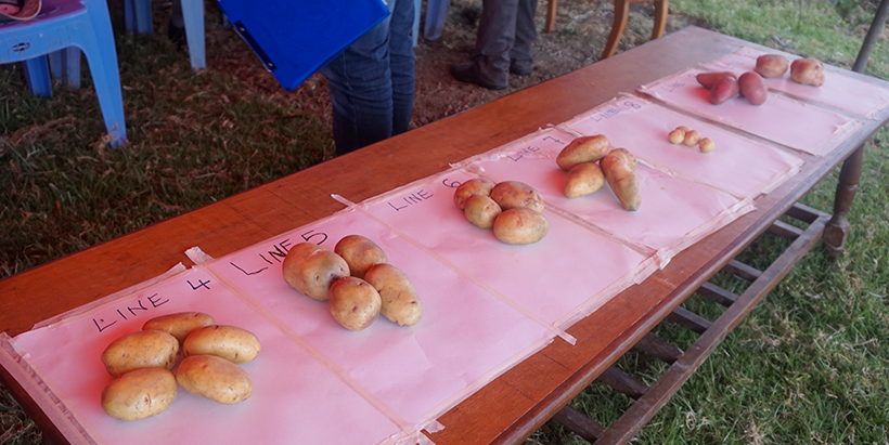 New potato varieties introduced to combat potato cyst nematode Brandspurng