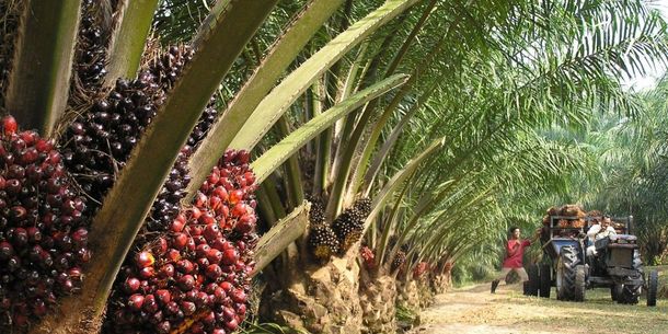 Using Crowdsourcing For A More Transparent Palm Oil Supply Chain