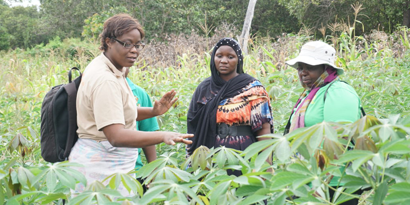 Rural female farmers contributing more to Cameroon’s local economy—IITA-CARE study