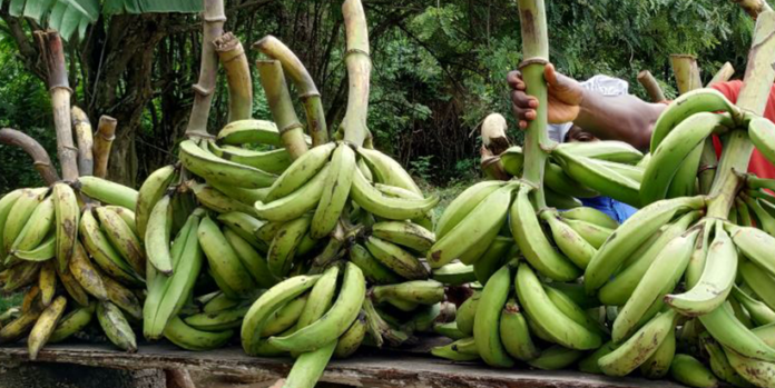 Study lifts the lid on plantain consumer preferences, adds fresh insights for breeding programs