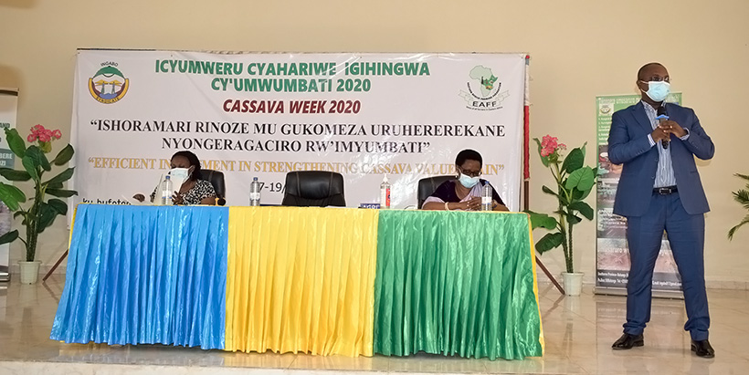 Rwandan farmers name new cassava varieties during the Cassava Week