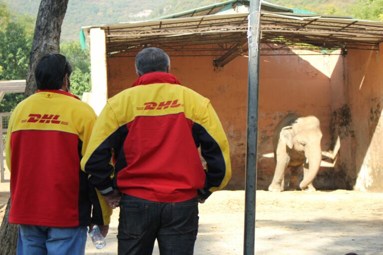 DHL safely relocates “the world’s loneliest elephant”