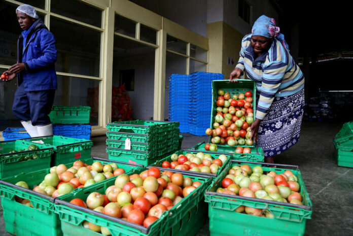 Tomato Processing Firm Begins Production