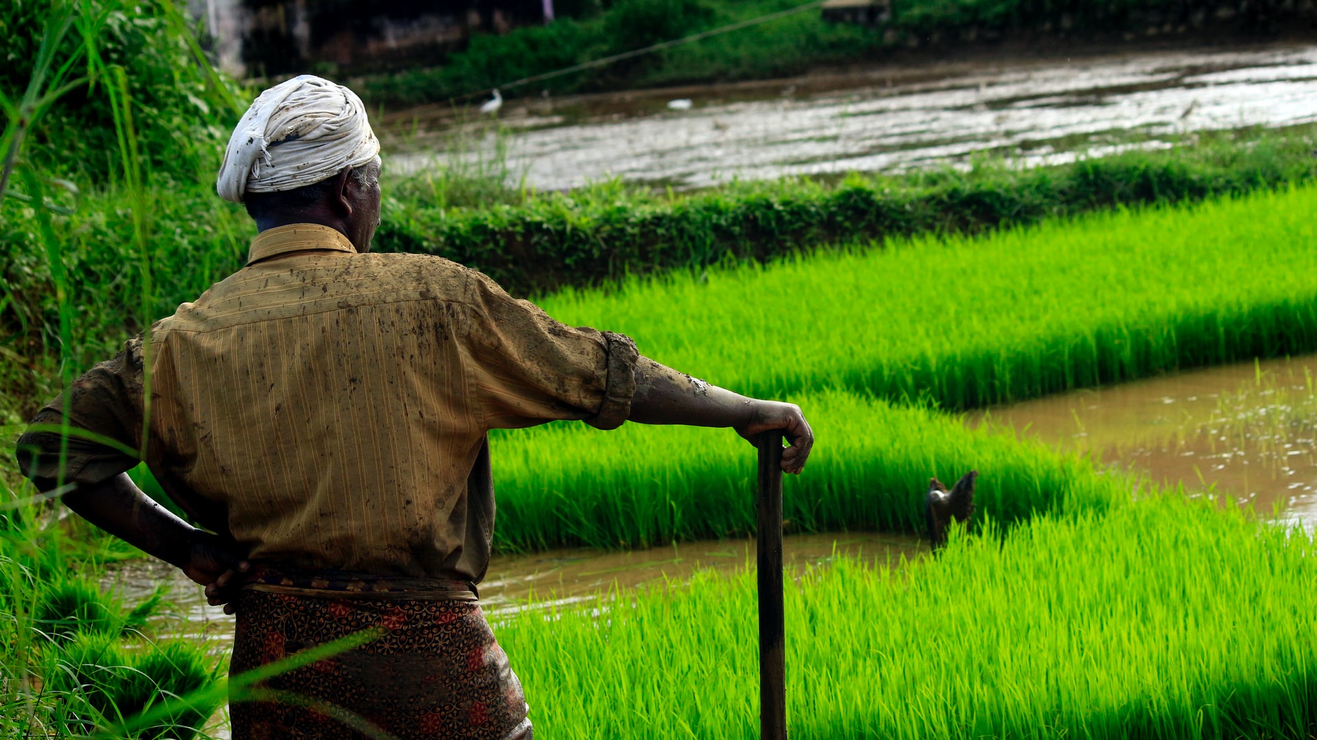 Help for Nigerian small-scale farmers to improve food security and combat poverty in the face of COVID-19 brandspurng