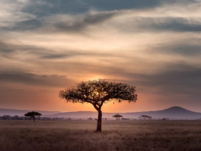 World Bank Plans to Invest over $5 Billion in Drylands in Africa