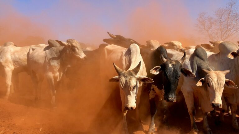 10 Ingredients Needed For Boosting The Radical Livestock Husbandry Program