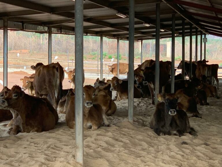 US Mission Shares Photos of Ikun Dairy Farm in Ekiti State