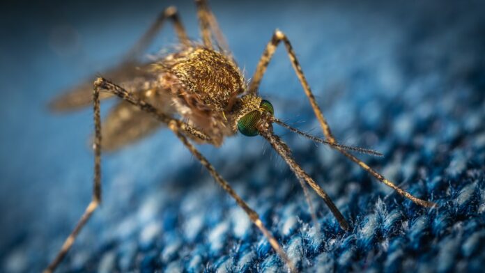 WHO launches consolidated guidelines for malaria Brandspurng