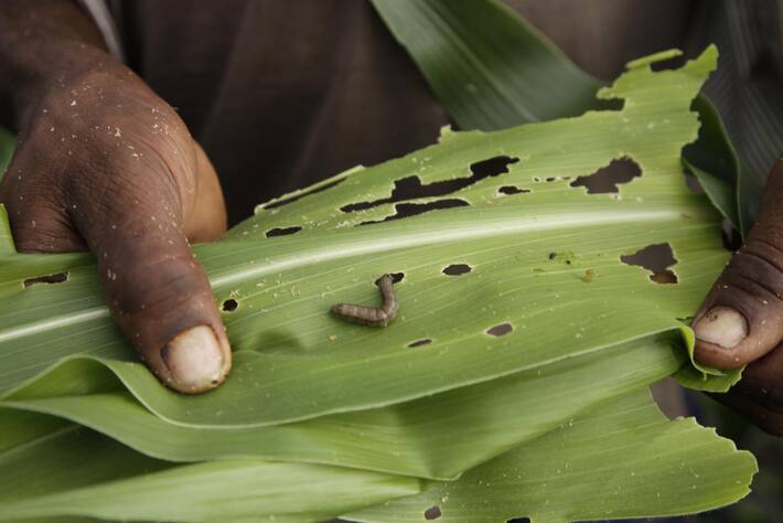 Fight Against Fall Armyworm: Good Progress, More Efforts Needed