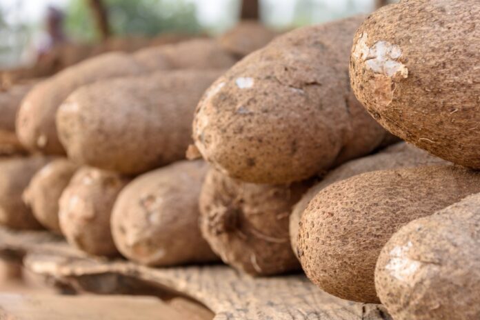 Yam tuber