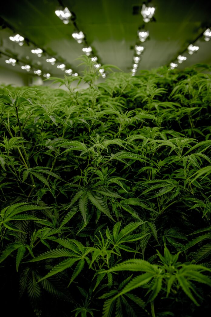 Cannabis Legalization