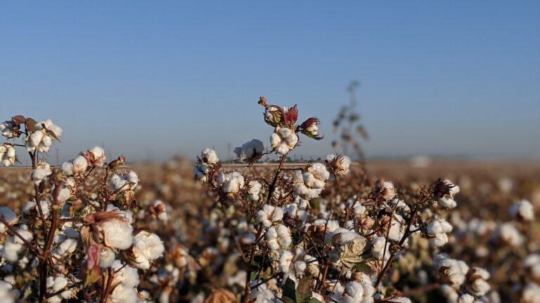 Global Cotton Consumption Is Expected To Grow 3.5% To 122 million Bales