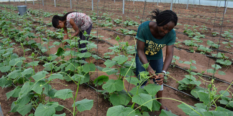 Study Shows Way To Influence Youth Performance In Agripreneurship