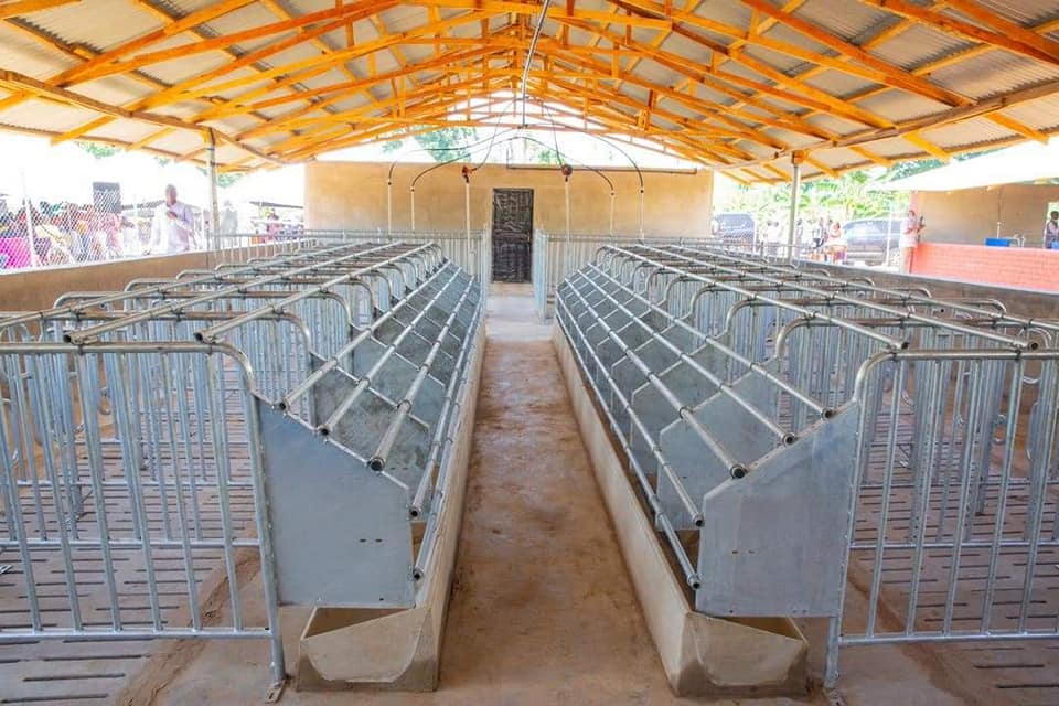 Piggery