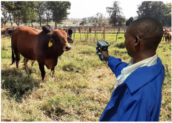 Zimbabwe Becomes the First Africa Country to Roll-out E-Livestock’s Cattle Logging System