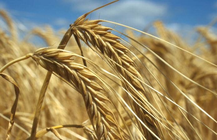 food prices