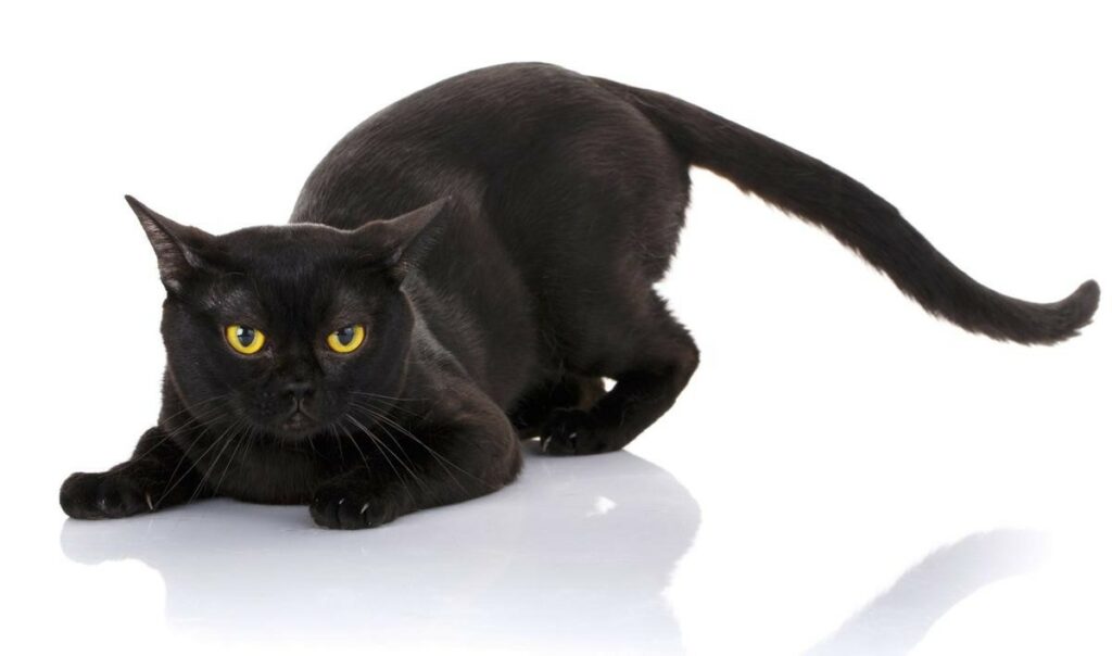 Bombay Cat Breed