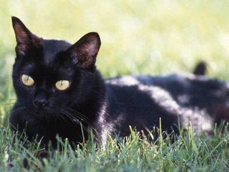 Bombay Cat Breed