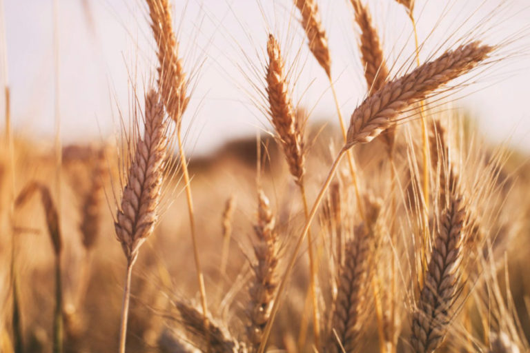 Wheat Production Has Dropped By 89.4 Percent