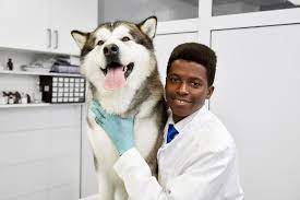 6 Fun Side Income Ideas For Veterinarians In Africa
