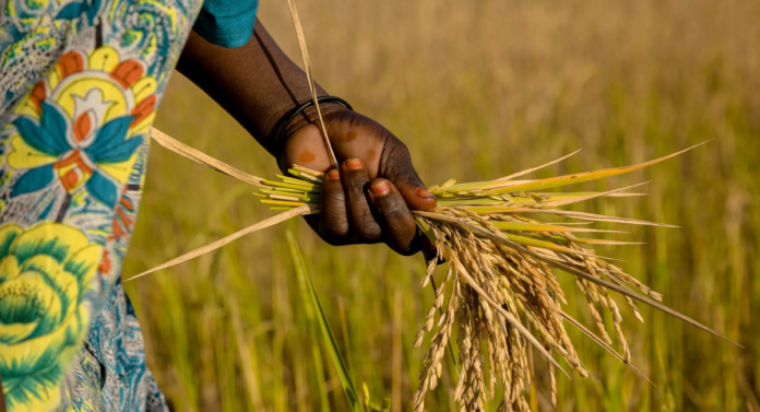 Empowering Local Rice Farmers To Achieve Food Security Empowering Local Rice Farmers To Achieve Food Security