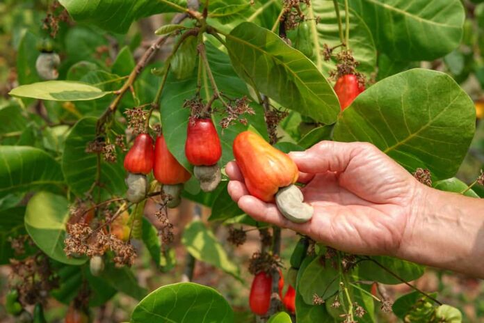 Prosper Cashew Convenes Industry Stakeholders To Transform Cashew Processing In Nigeria